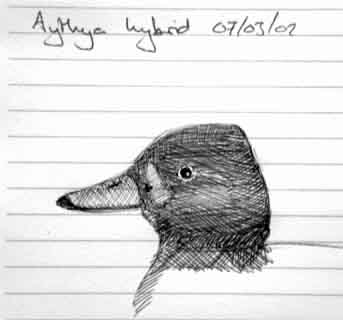 Head detail of Aythya hybrid
