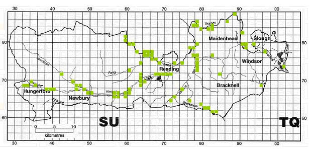 Berkshire map showing distribution of 'breeding season' Kingfisher sightings by 1km square